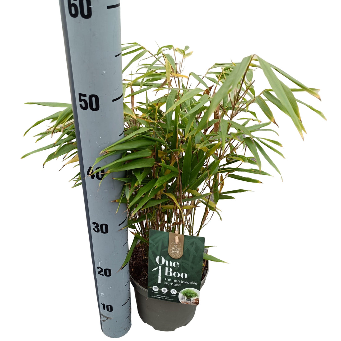 Fargesia robusta &