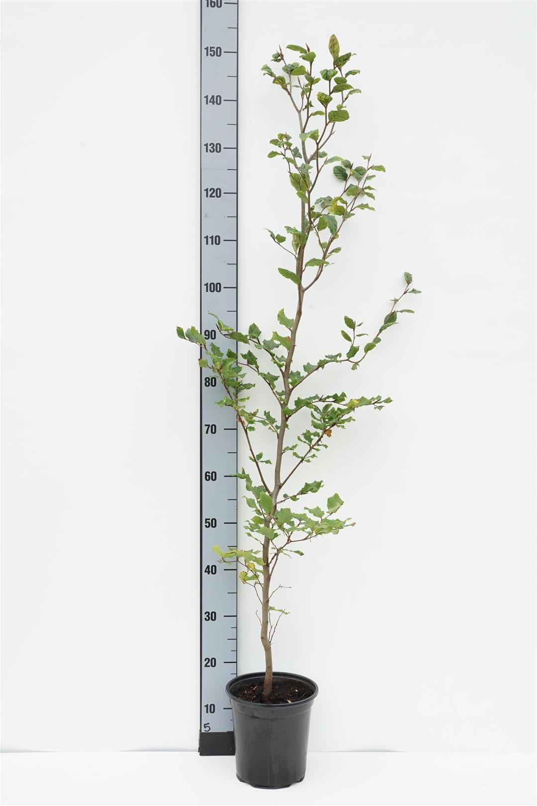 Fagus sylvatica C3 (3 liters kruka) / 19 cm kruka 125-150 cm
