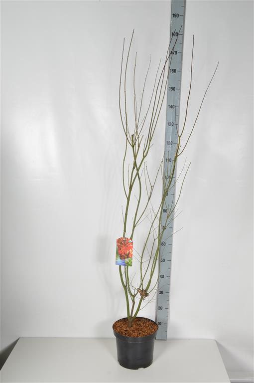 Acer palmatum C7,5 (7,5 liters kruka) 100-125 cm