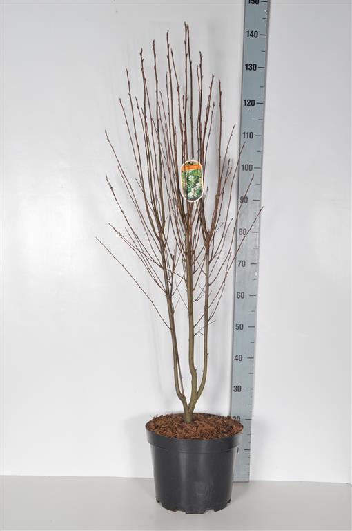 Amelanchier aln. &