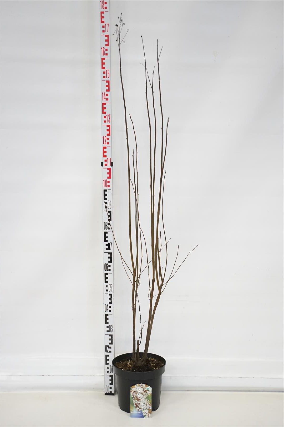 Amelanchier ovalis 100-125 cm C7,5 (7,5 liters kruka)