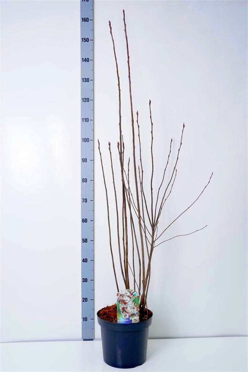 Amelanchier rotundifolia 80-100 cm C7,5 (7,5 liters kruka)