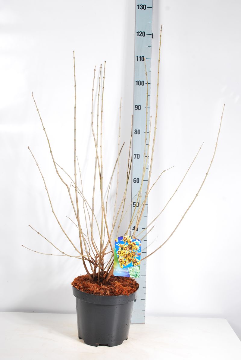 Chimonanthus praecox C7,5 (7,5 liters kruka) 80-100 cm