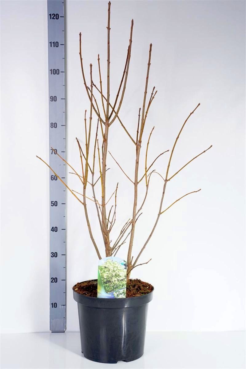 Chionanthus virginicus 60-80 cm rotklump