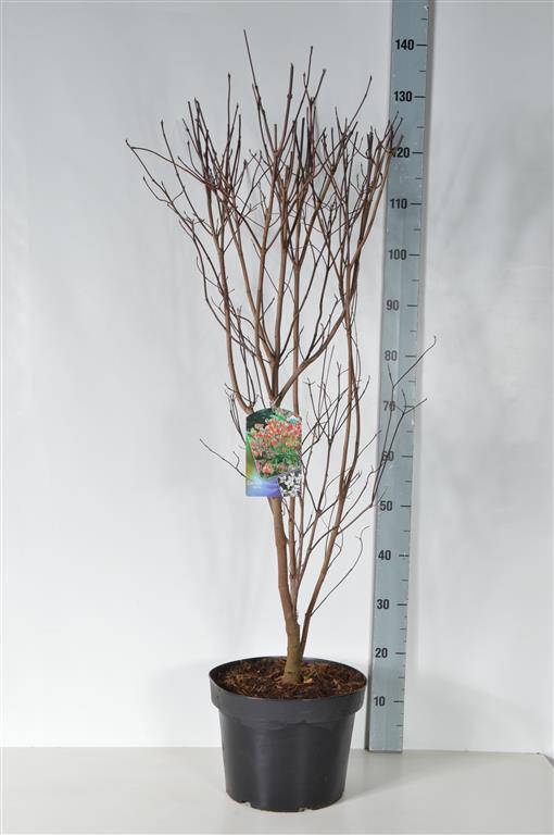 Cornus florida C7,5 (7,5 liters kruka) 60-80 cm