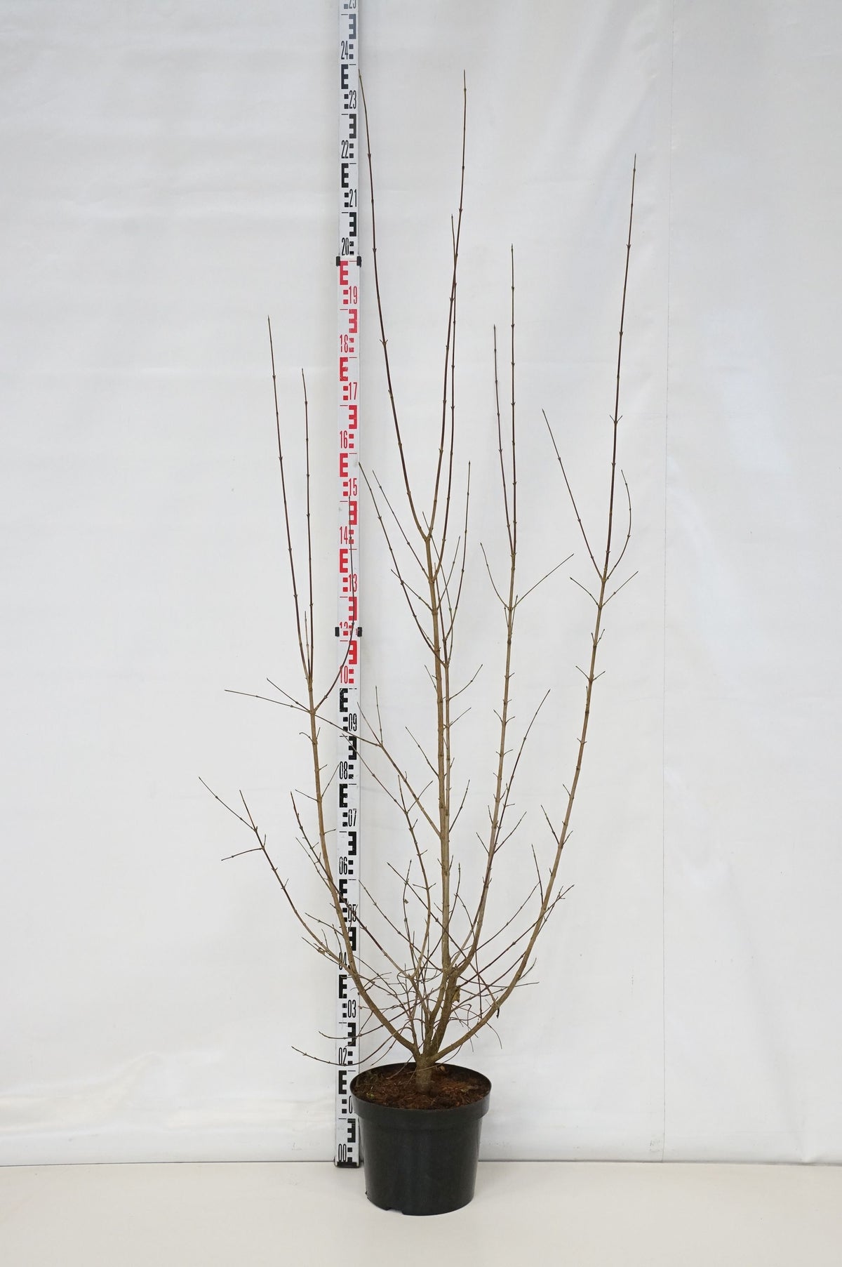 Cornus mas C10 (10 liters kruka) 125-150 cm