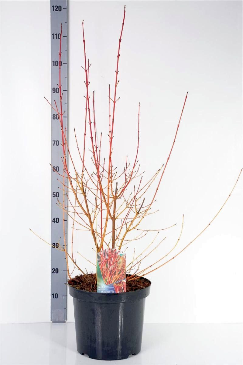 Cornus sanguinea &