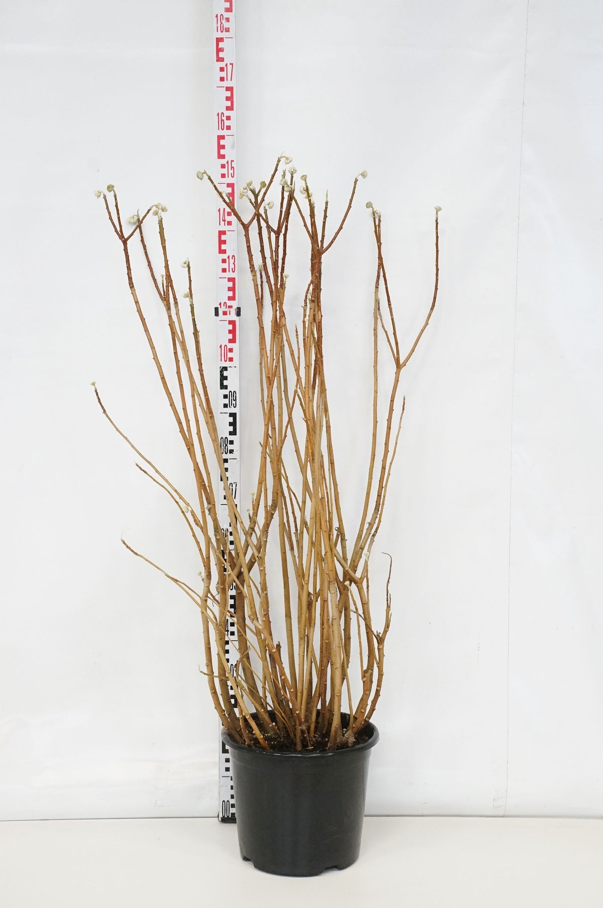 Edgeworthia chrys. &