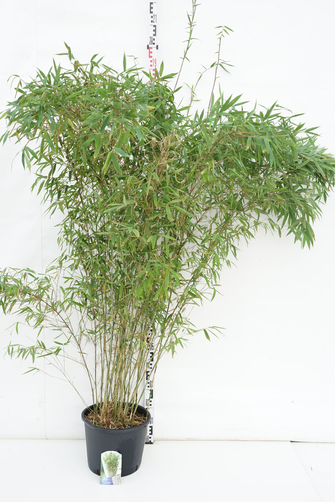 Fargesia nitida &