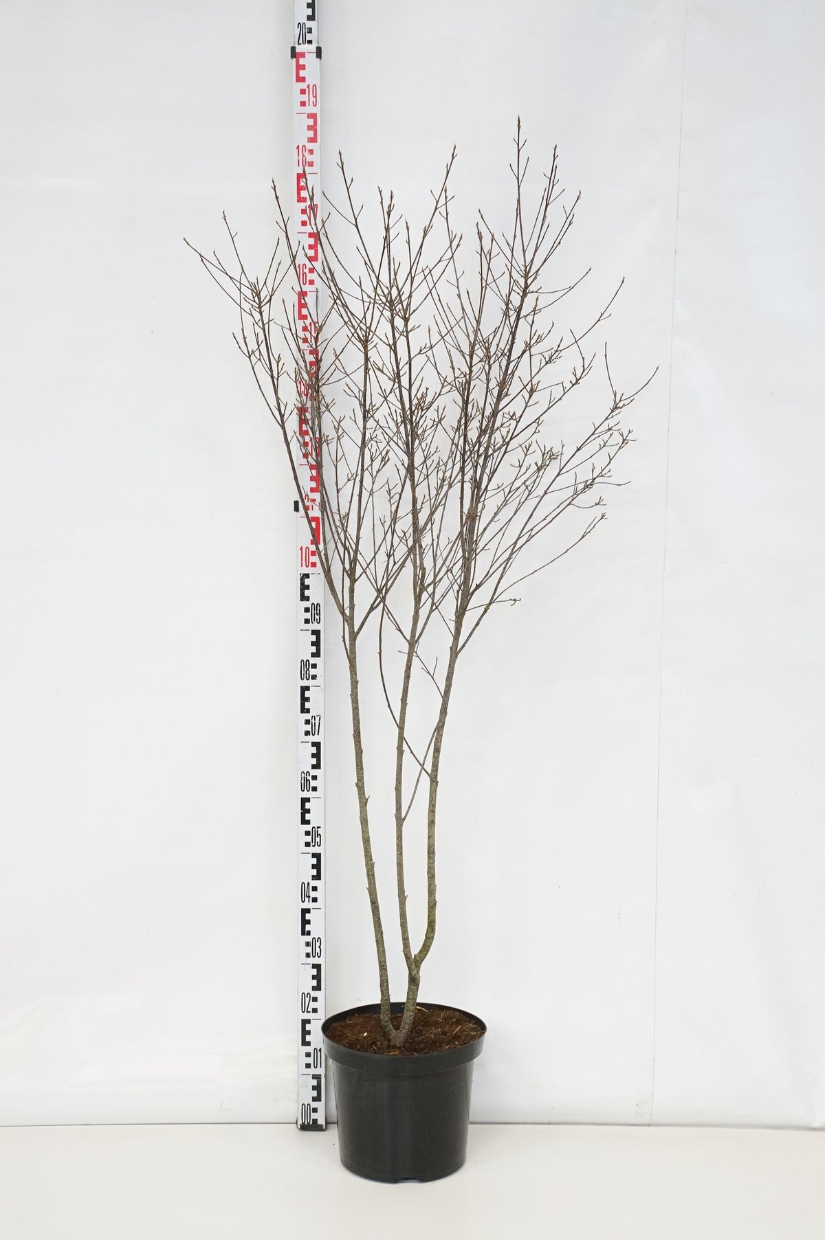 Frangula alnus &
