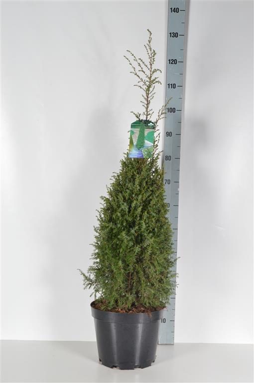 Juniperus comm. &