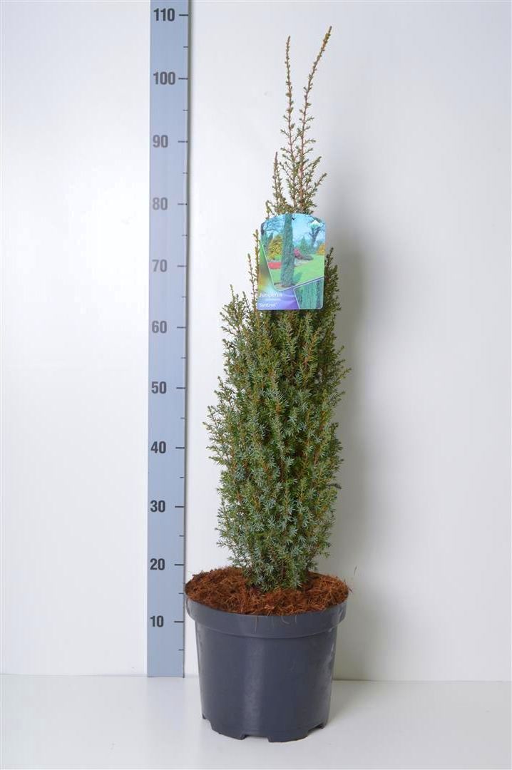 Juniperus communis &