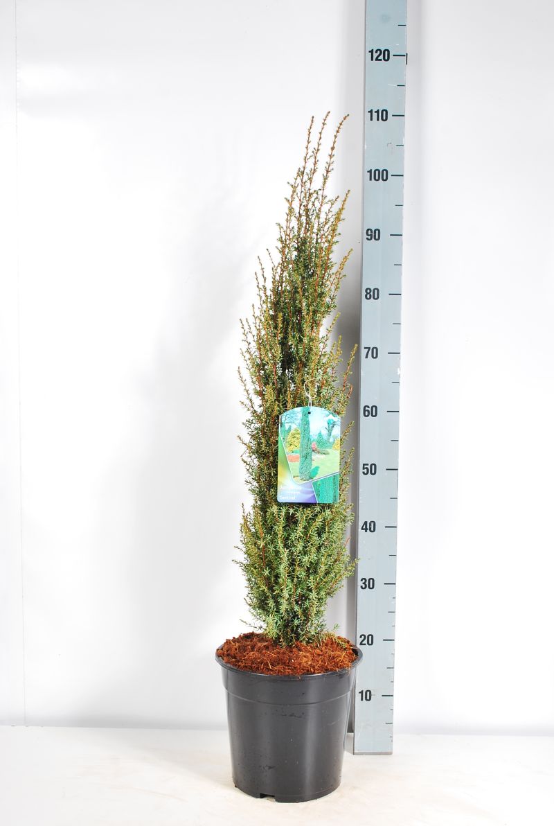 Juniperus communis &