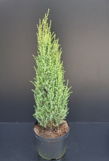 Juniperus communis &
