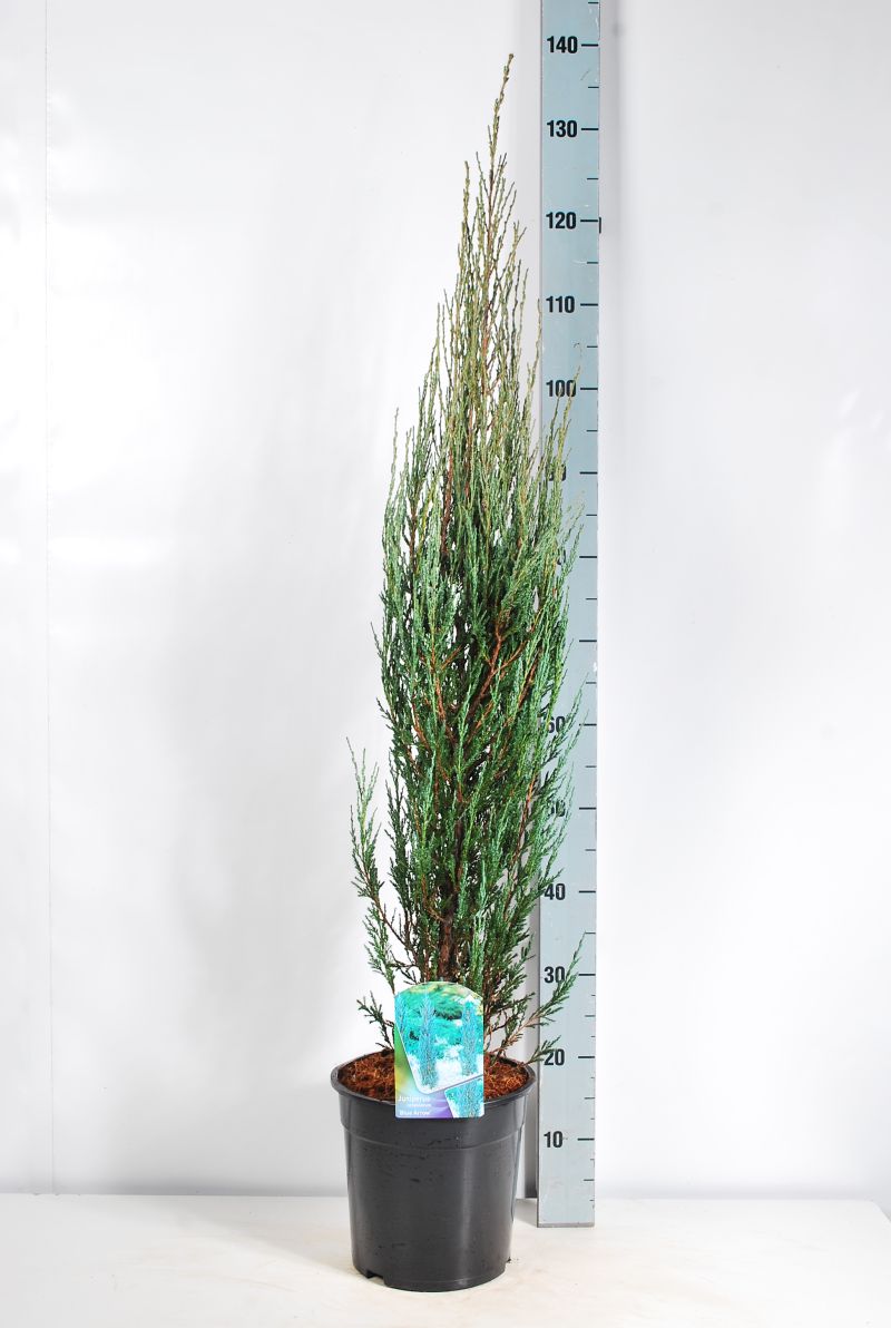 Juniperus scop. &
