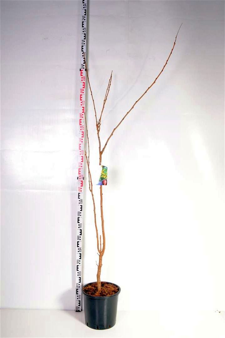 Koelreuteria paniculata C15 (15 liters kruka) 150-175 cm