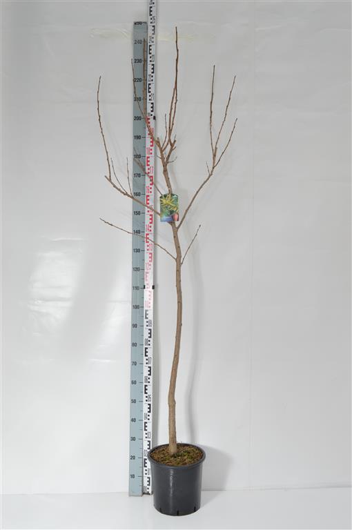 Koelreuteria paniculata C15 (15 liters kruka) 175-200 cm