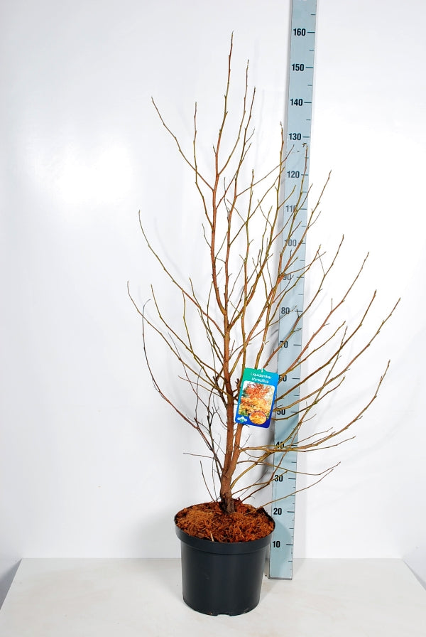 Liquidambar styraciflua C10 (10 liters kruka) 100-125 cm