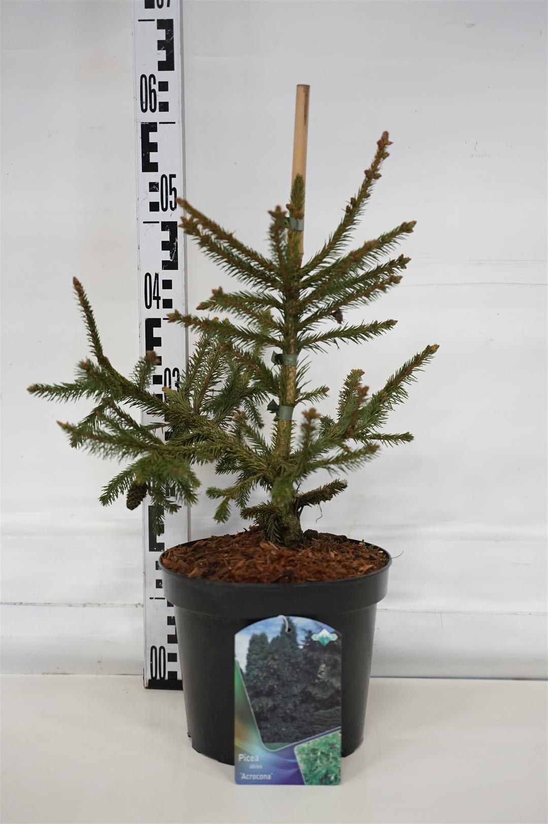 Picea abies &