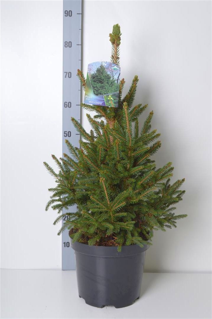 Picea abies &