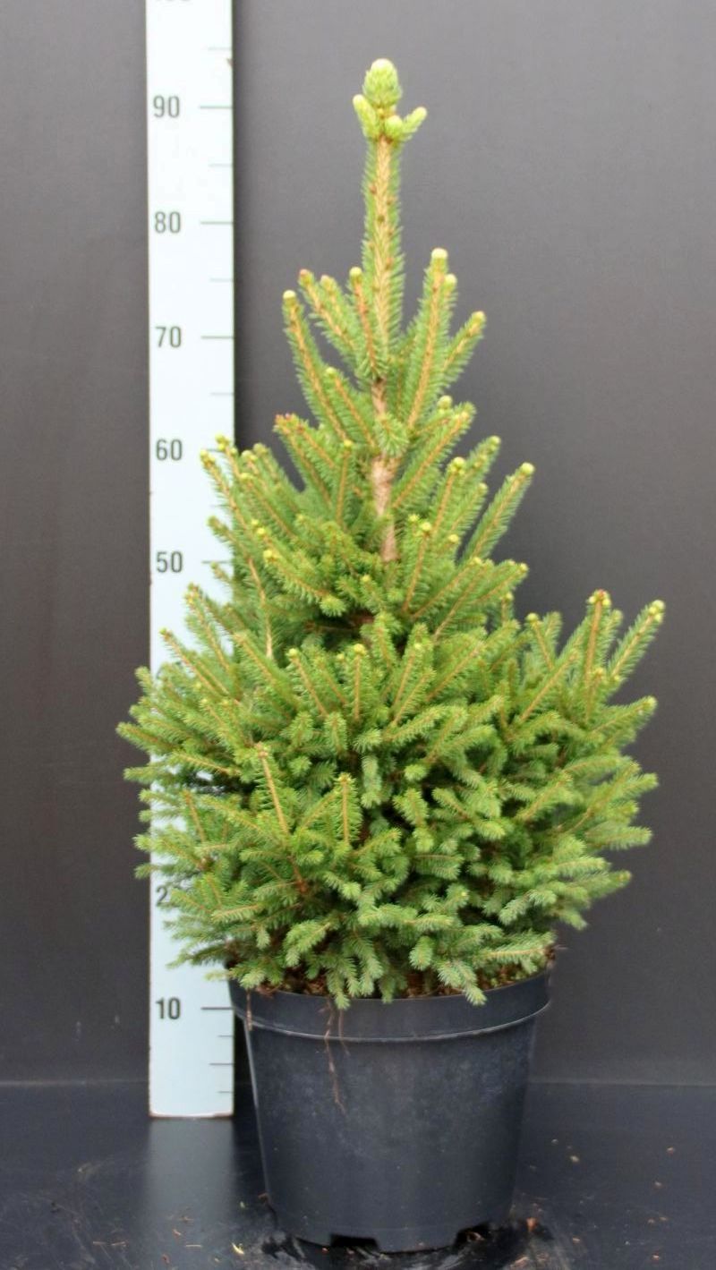 Picea abies &