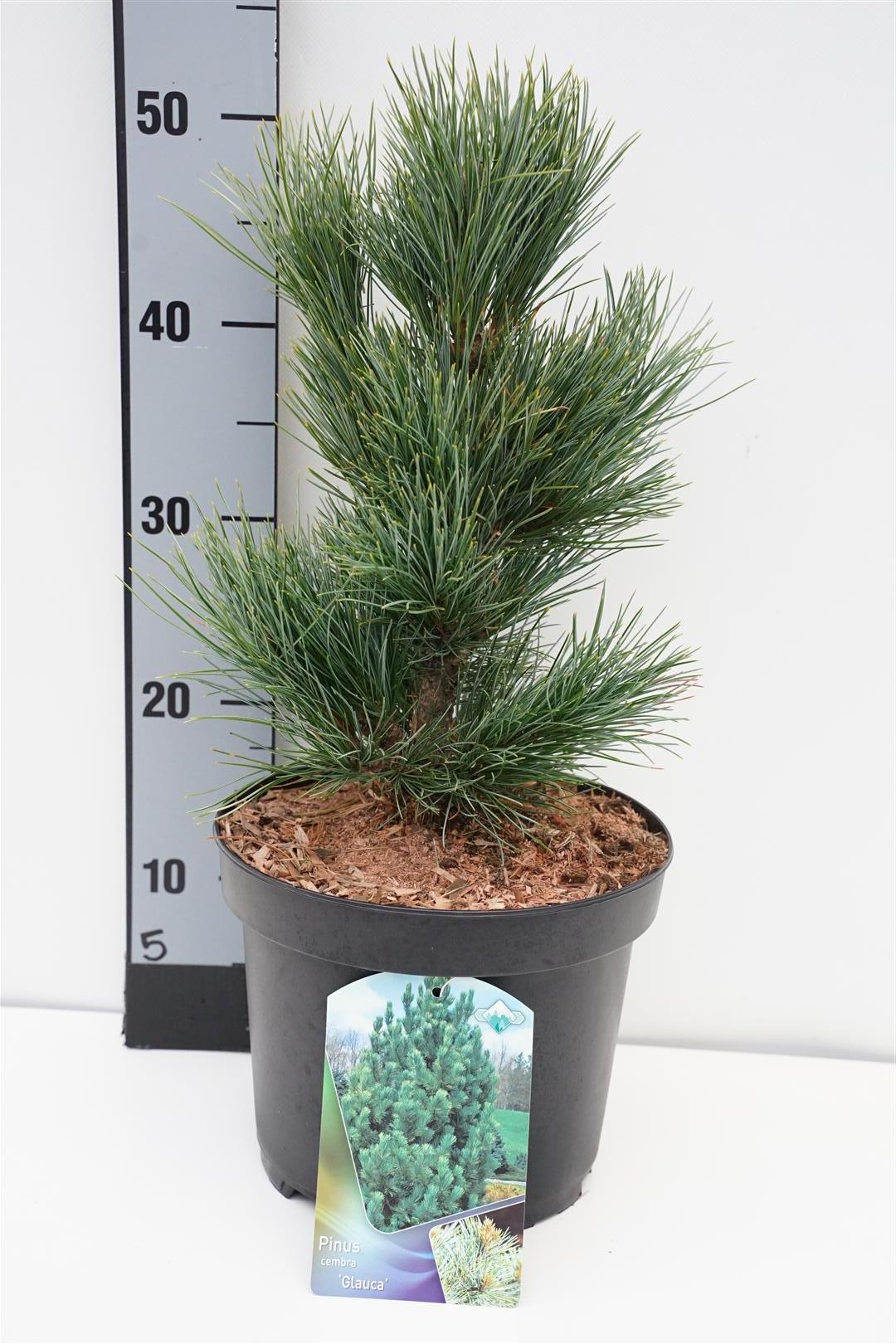 Pinus cembra &