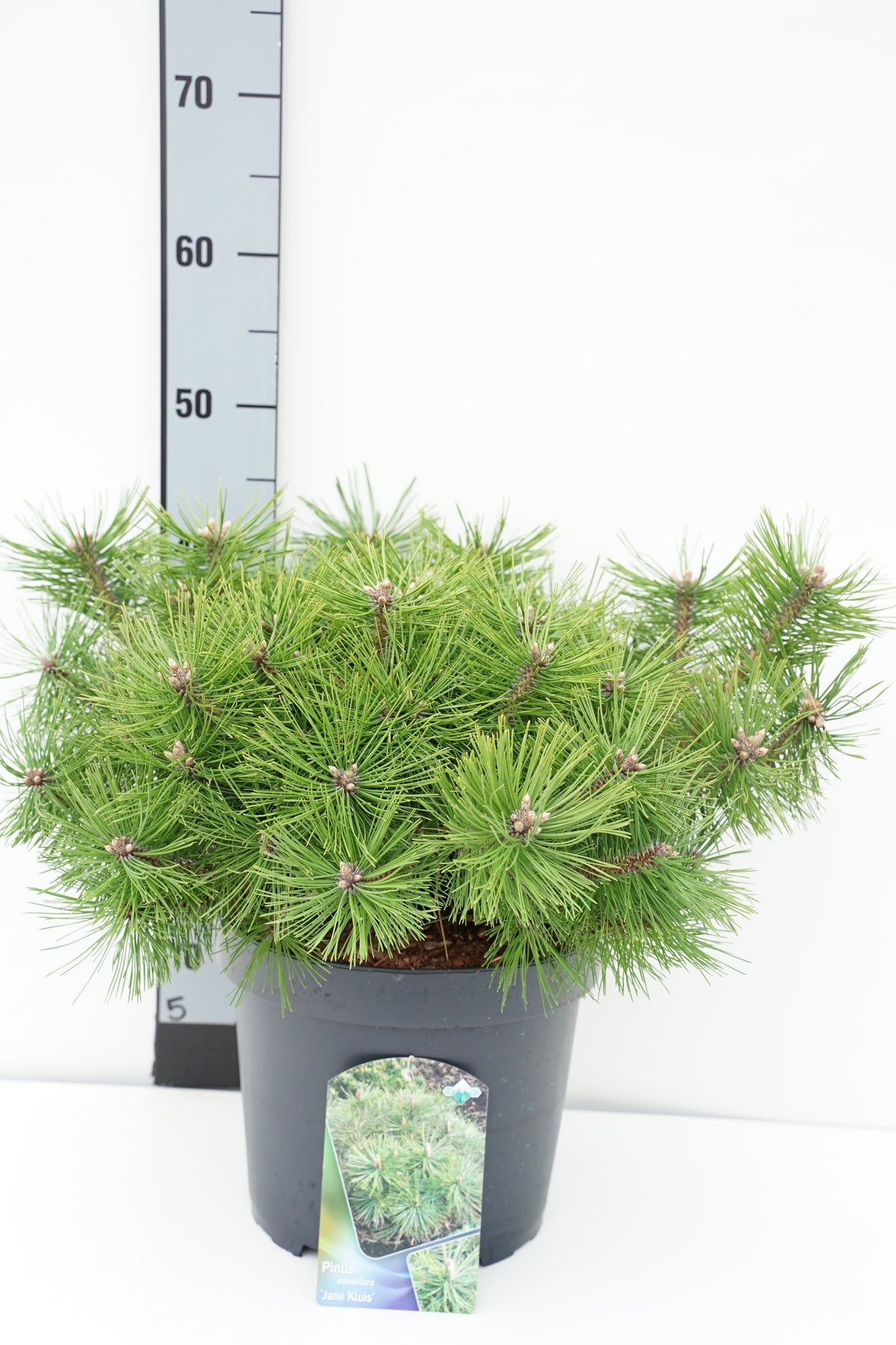 Pinus densiflora &