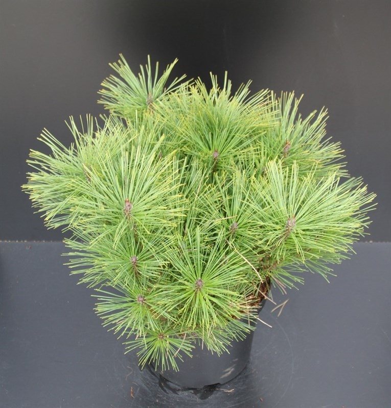 Pinus dens. &