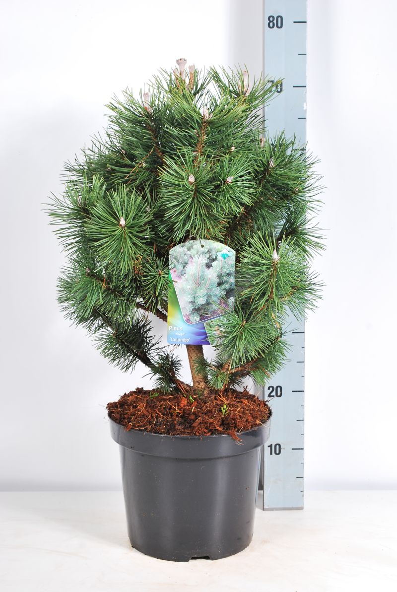 Pinus mugo &