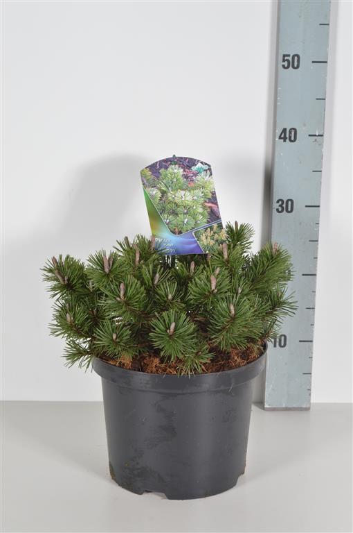 Pinus mugo &