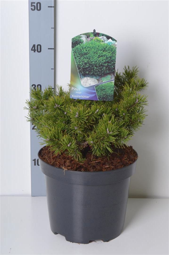 Pinus mugo &