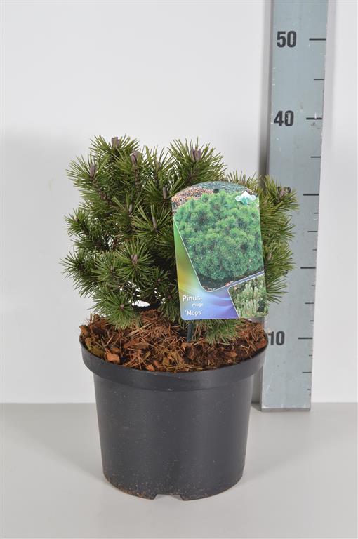 Pinus mugo &