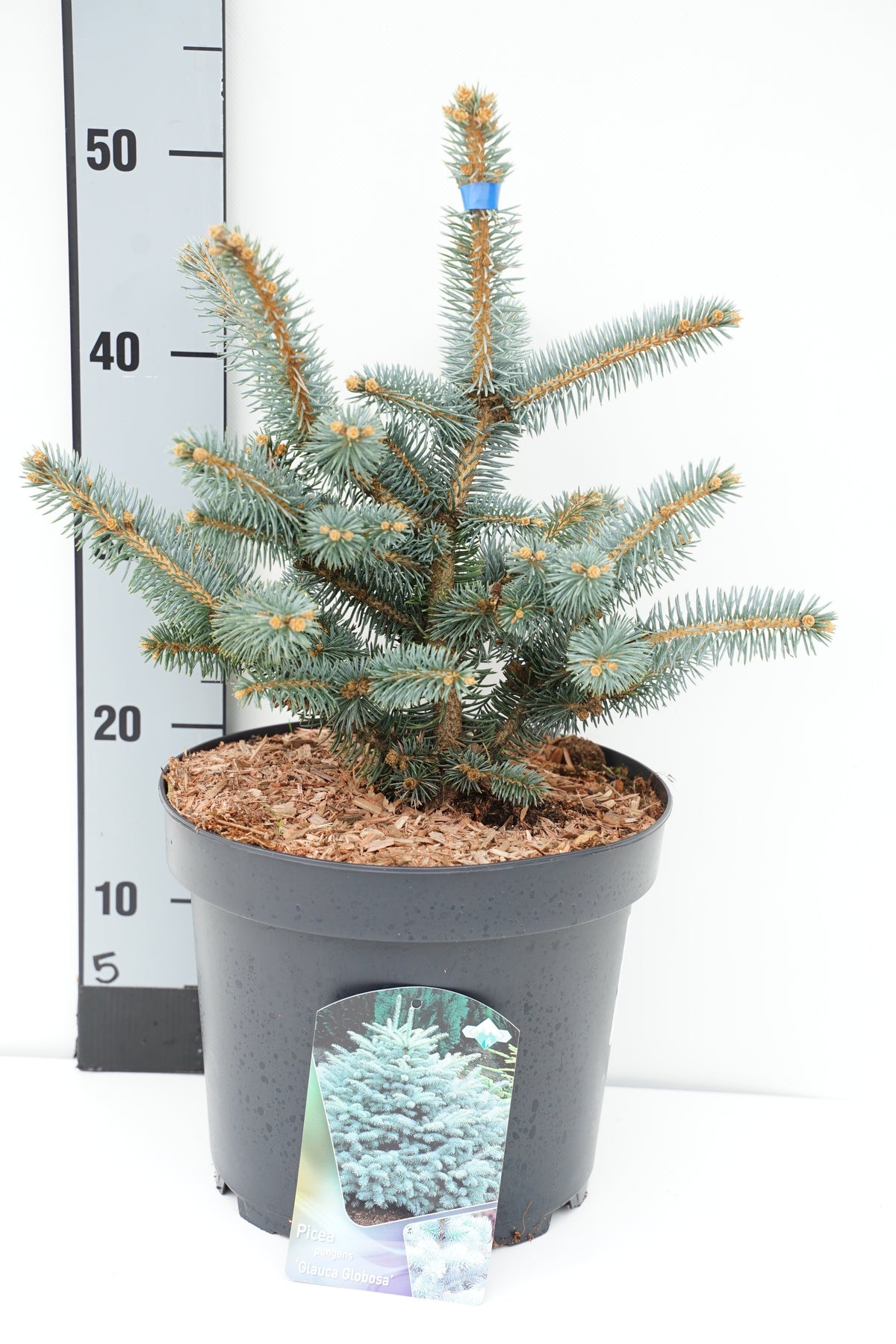Picea pungens &