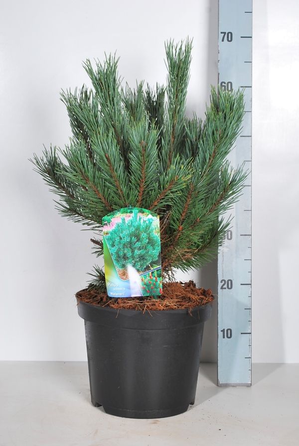 Pinus sylvestris &