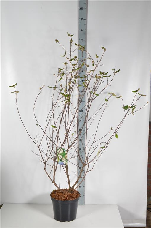 Viburnum burkwoodii 100-125 cm C10 (10 liters kruka)