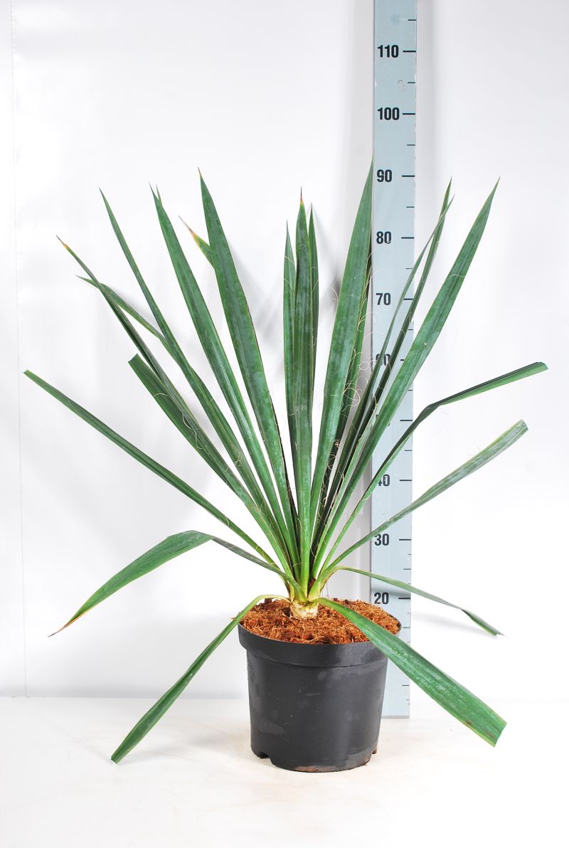 Yucca filamentosa 50-60 cm, C7,5 (7,5 liters kruka)