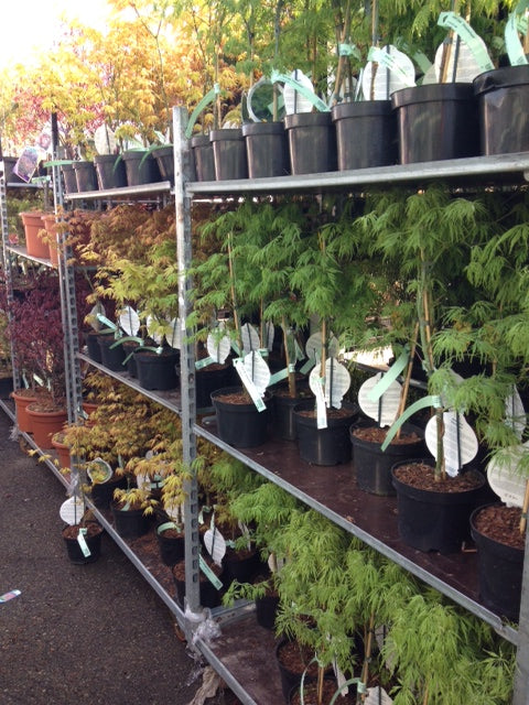 Acer palmatum &