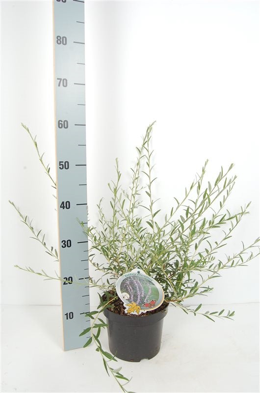 Buddleja alternifolia C3 (3 liters kruka) 50-60 cm