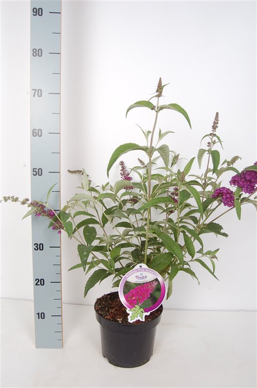 Buddleja &