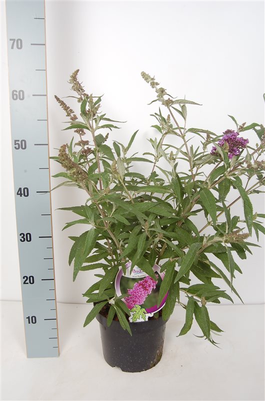 Buddleja &