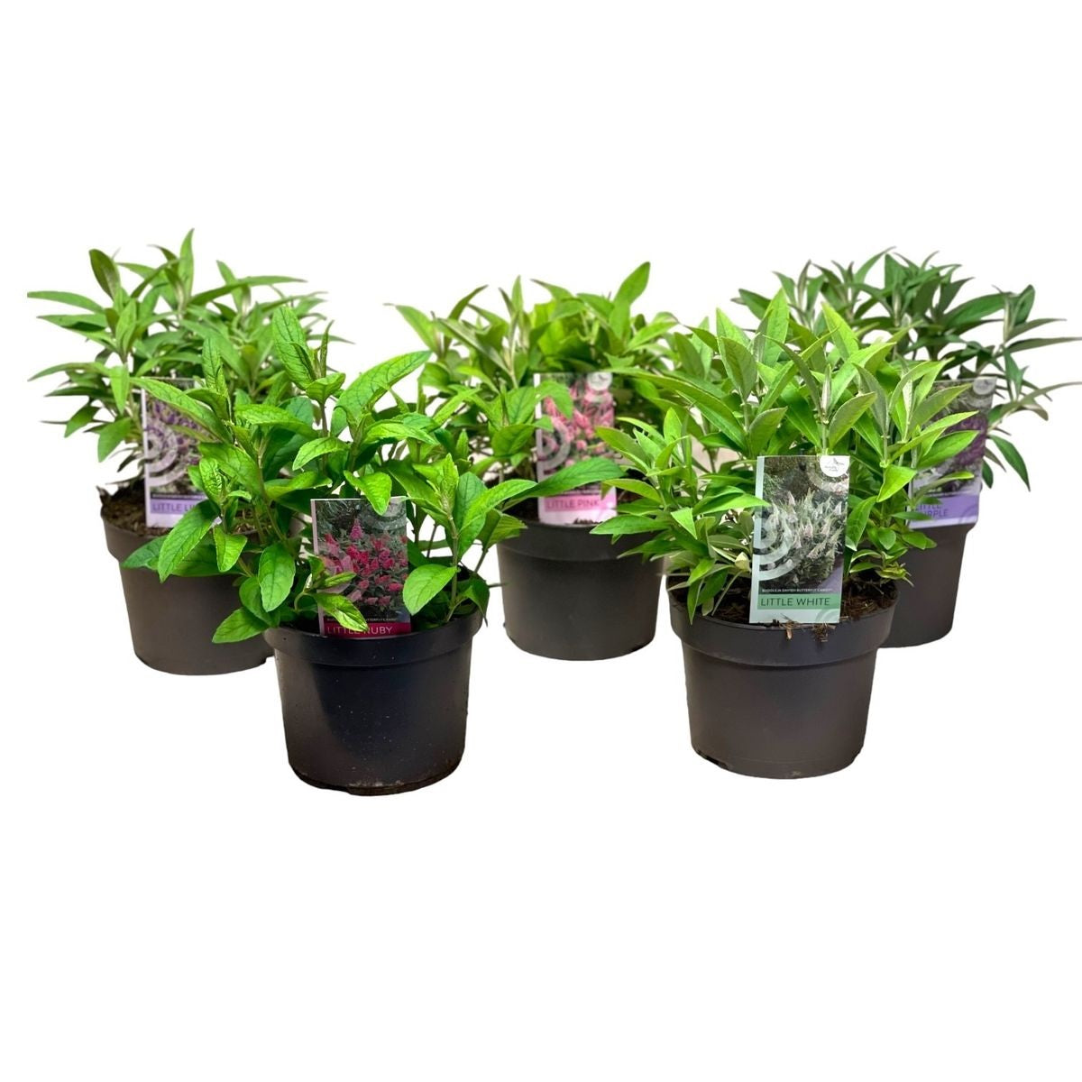Buddleja d. &