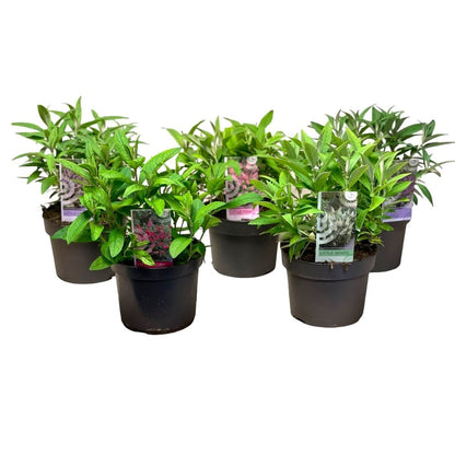 Buddleja d. &