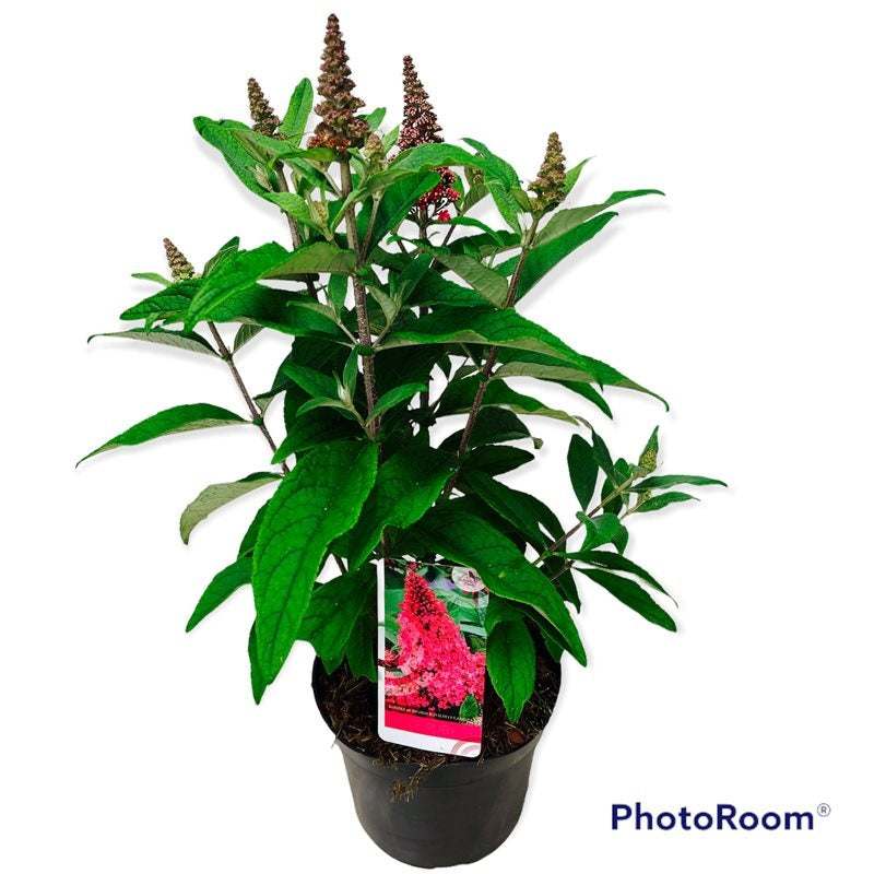 Buddleja d. &
