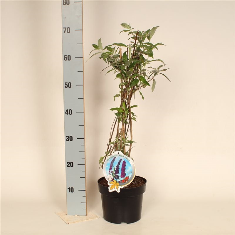 Buddleja d. &