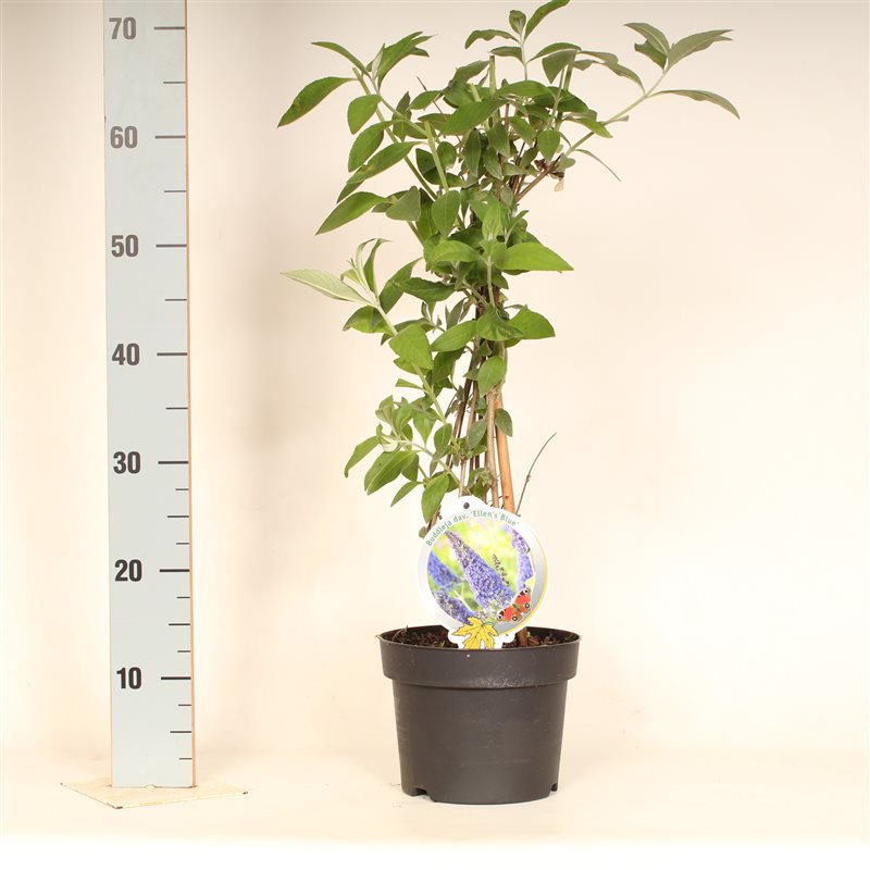Buddleja d. &