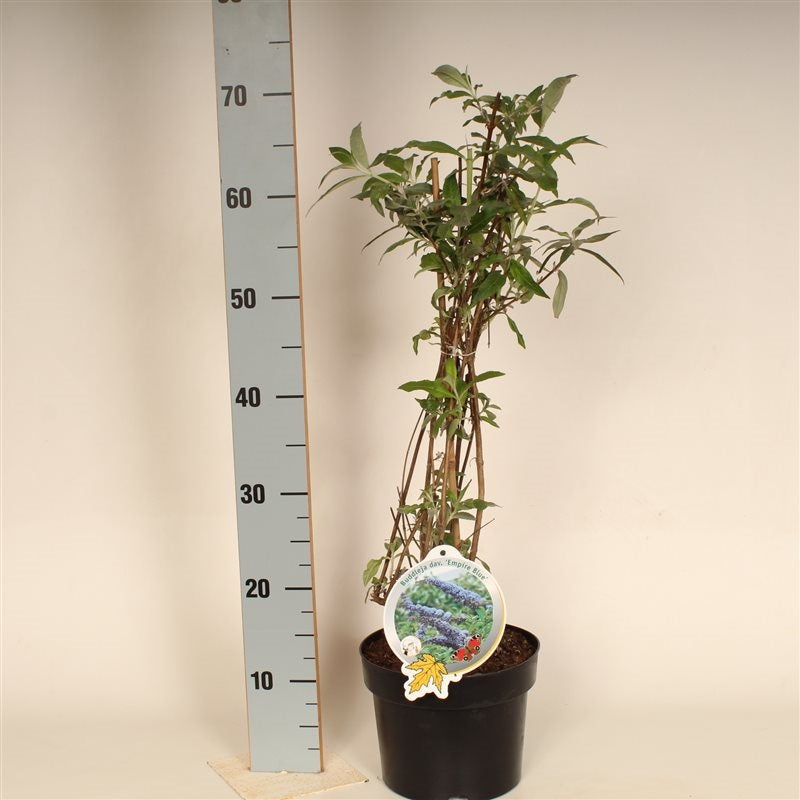 Buddleja davidii &