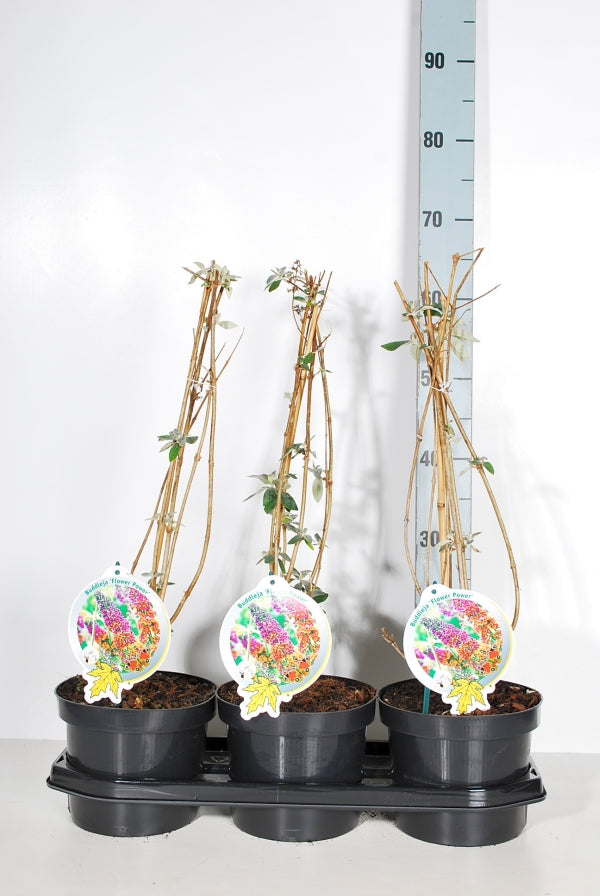 Buddleja d. &