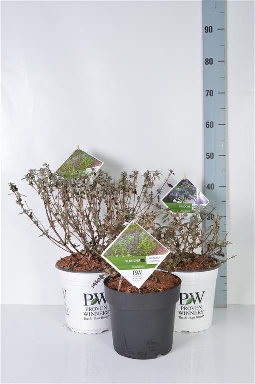 Buddleja davidii i sorter 50-60 cm, C3 (3 liters kruka)