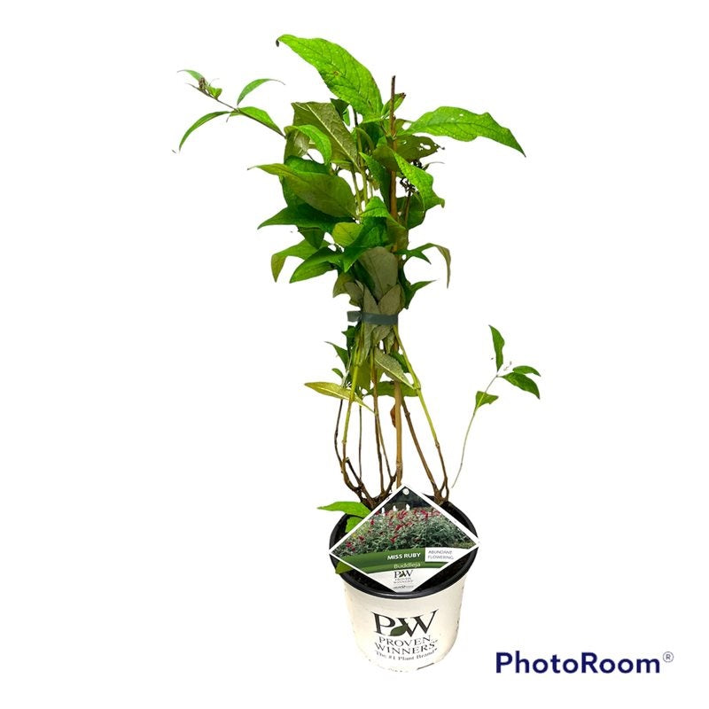 Buddleja d. &