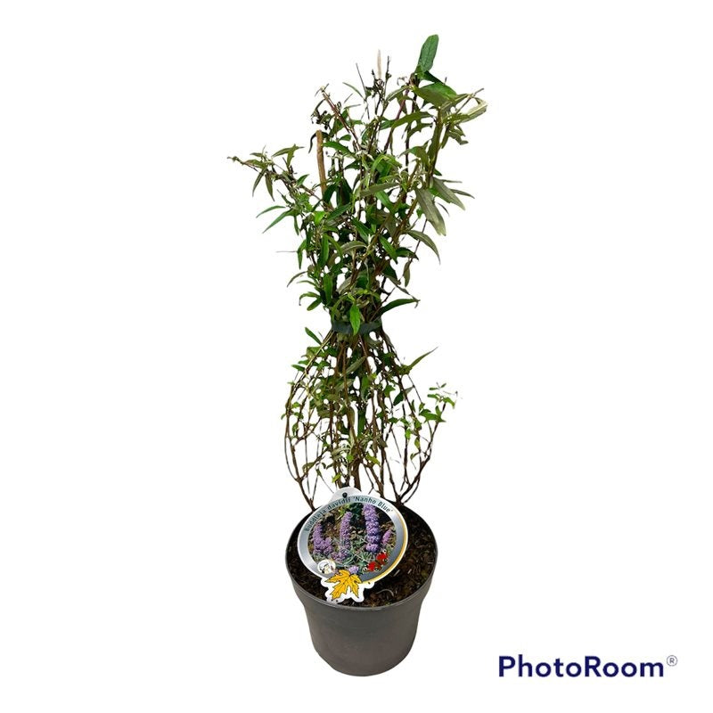 Buddleja d. &